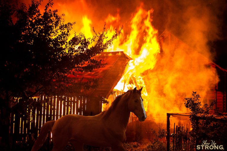 How to stop being a creature of habit like a horse running into a burning barn | Show Up Strong